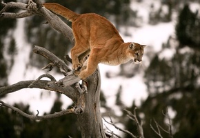 хищник, прыжок, дерево, Пума
