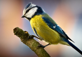 Птичка, синичка, ветка