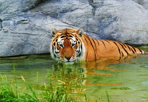 отдых, удивлённый, камень, вода, трава, Тигр
