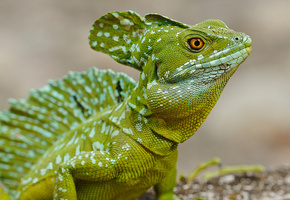 глаз, Василиск, ящерица, рептилия, взгляд