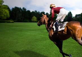 спорт, конь, лошадь, наездник, Коннный