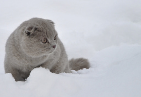 вислоухий, Кот, шотландский