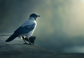 ворона, Птица, смотрит