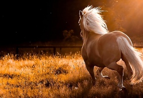 на природе, Конь, резвится