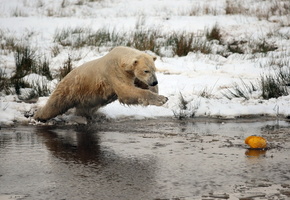 Медведь, зима, снег