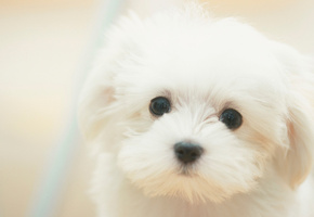 sad, грустные, dreamy, Dog, собака, cute, white, puppy, белые, милые