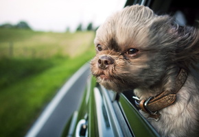 Собака, ветер, машина