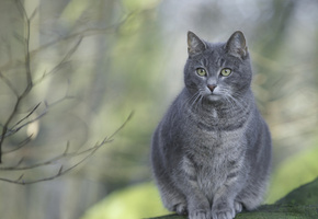 сидит, Кошка, серая