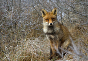 трава, Лиса, кусты, лисица