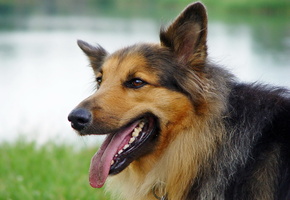 овчарка, лето, Собака