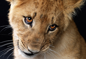 взгляд, усы, Львенок