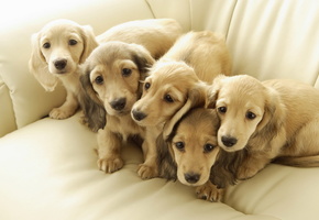 друзья, щенки, Собаки