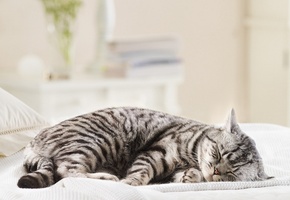 кот, Cat, антон, спит