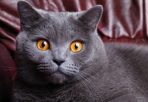 cat, британец, кошка, короткошерстный, британский, Кот