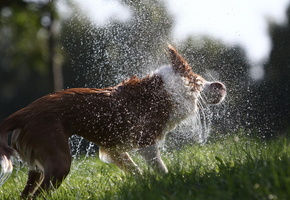 пёс, Собака, брызги