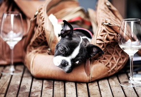 Собака, дом, друг