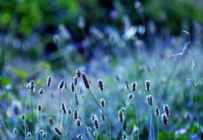 размытость, Растения, природа, колоски, зелень, трава