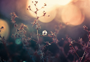 закат, Трава, поле