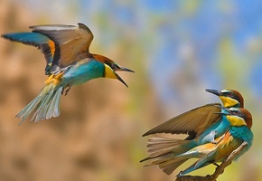 измена, соперник, Птицы