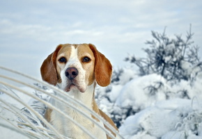 бигль, зима, Собака
