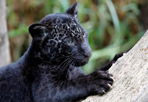 Ягуар, panthera onca, когти, детеныш, хищник