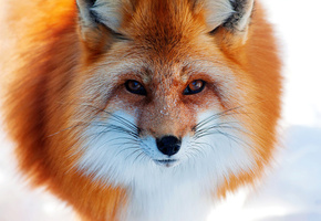 зима, рыжая, снег, нос, Лиса