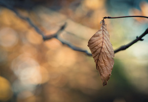 leaves wallpapers, leaf wallpapers, ветка, ветки, Bokeh wallpapers, macro wallpapers