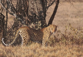 стоит, рисунок, смотрит, Леопард, дерево, саванна