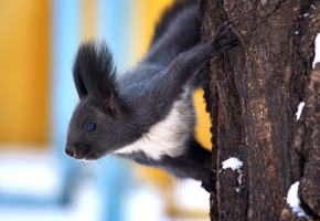 Белка, на дереве, взгляд