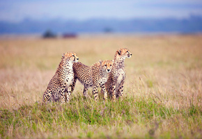 тройка, вычесляют, Гепарды, трава