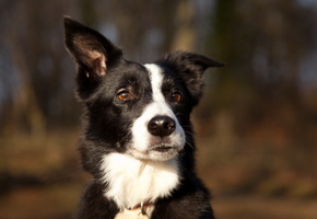 Собака, уши, природа