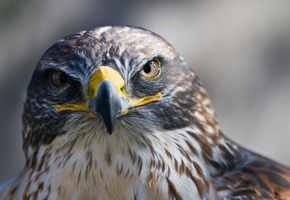 Птица, клюв, сокол, хищник, смотрит