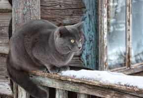 дом, снег, Кошка