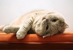 кошка, лежанка, Кот