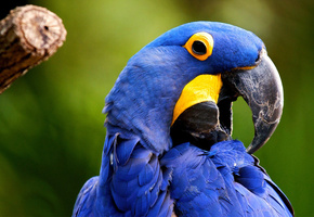 крупный попугай, гиацинтовый ара, Птица, 