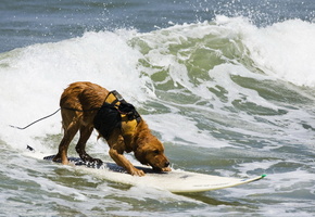 море, спорт, Собака, доска