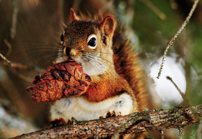 елка, в лапках, шишка, Белка, ветки