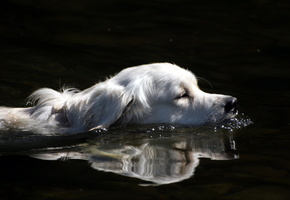 вода, друг, Собака