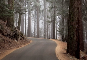 Лес, дорога, природа