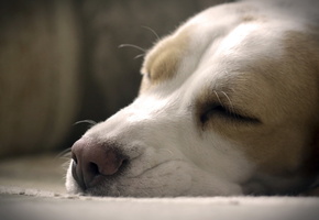 красота, сон, Собака