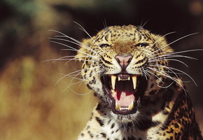 морда, оскал, усы пучком, угроза, Леопард, взгляд