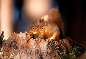 лес, орешек, пенек, кора, мох, животное, Белочки