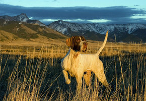 фон, хвост, Пёс, небо, поле, морда, облака, склон, горы