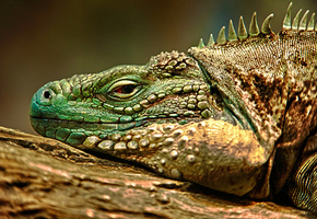 игуана, Ящерица, hdr