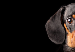 такса, смотрит, Собака, глаз, чёрный фон