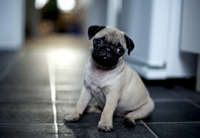 Мопс, дом, щенок, друг