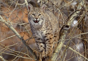 Рысь, ветки, хищник, зверь, большая кошка, дерево