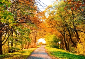 perfect view, trees, Autumn, деревья, природа, осень, scenery, road, landscape