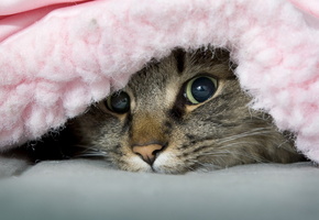 озорник, одеяло, Кот