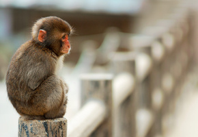 макака, Обезьяна, маленькая, сидит